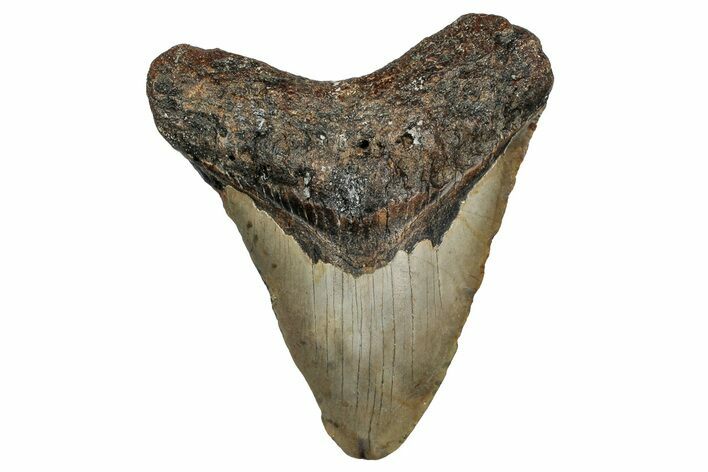 Bargain, Fossil Megalodon Tooth - North Carolina #355861